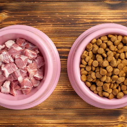 مزایای گوشت خرگوش برای گوارش سگ و گربه